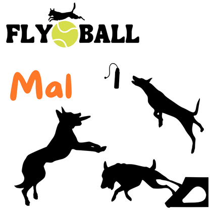 Dog Sports - Dock, Disc, Flyball