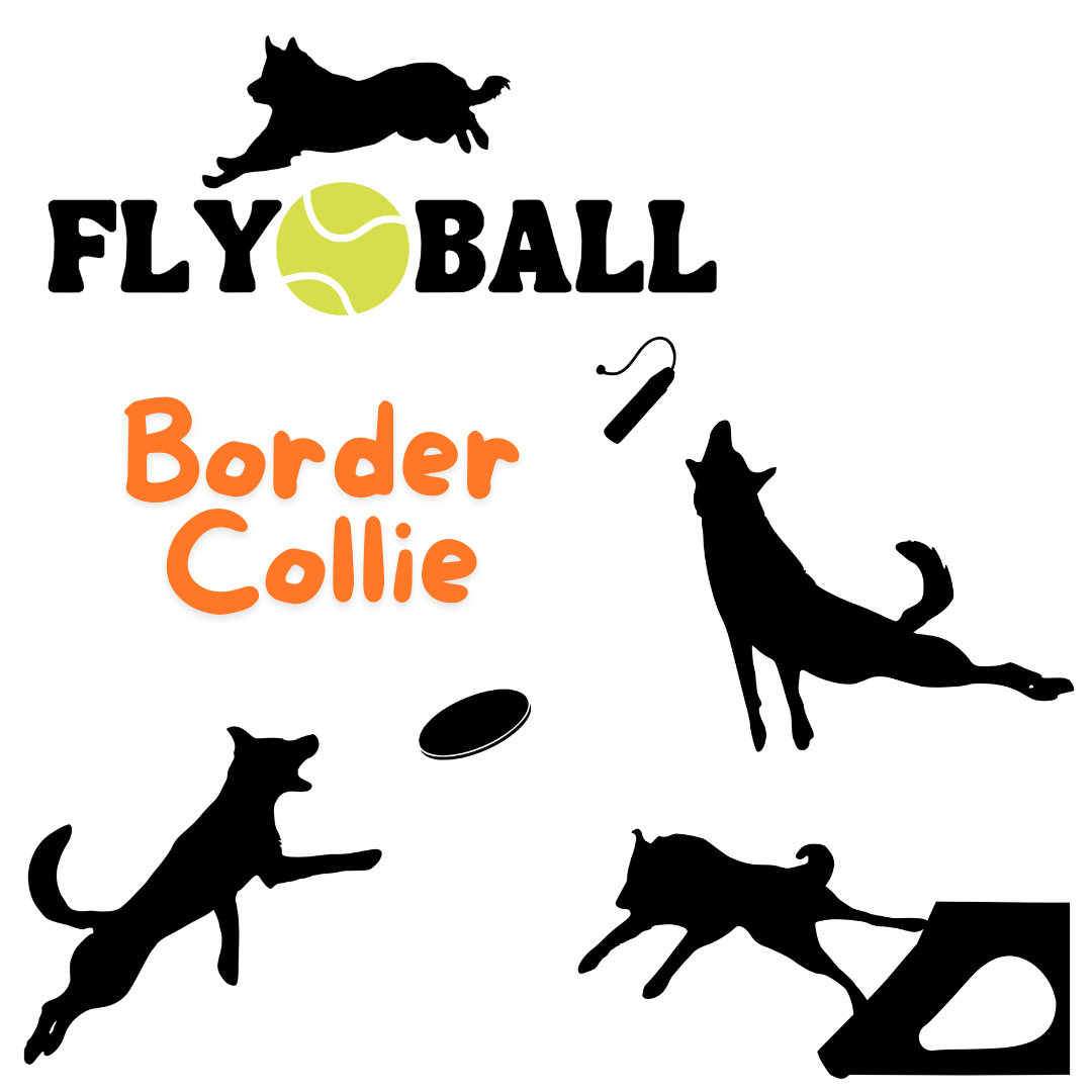 Dog Sports - Dock, Disc, Flyball