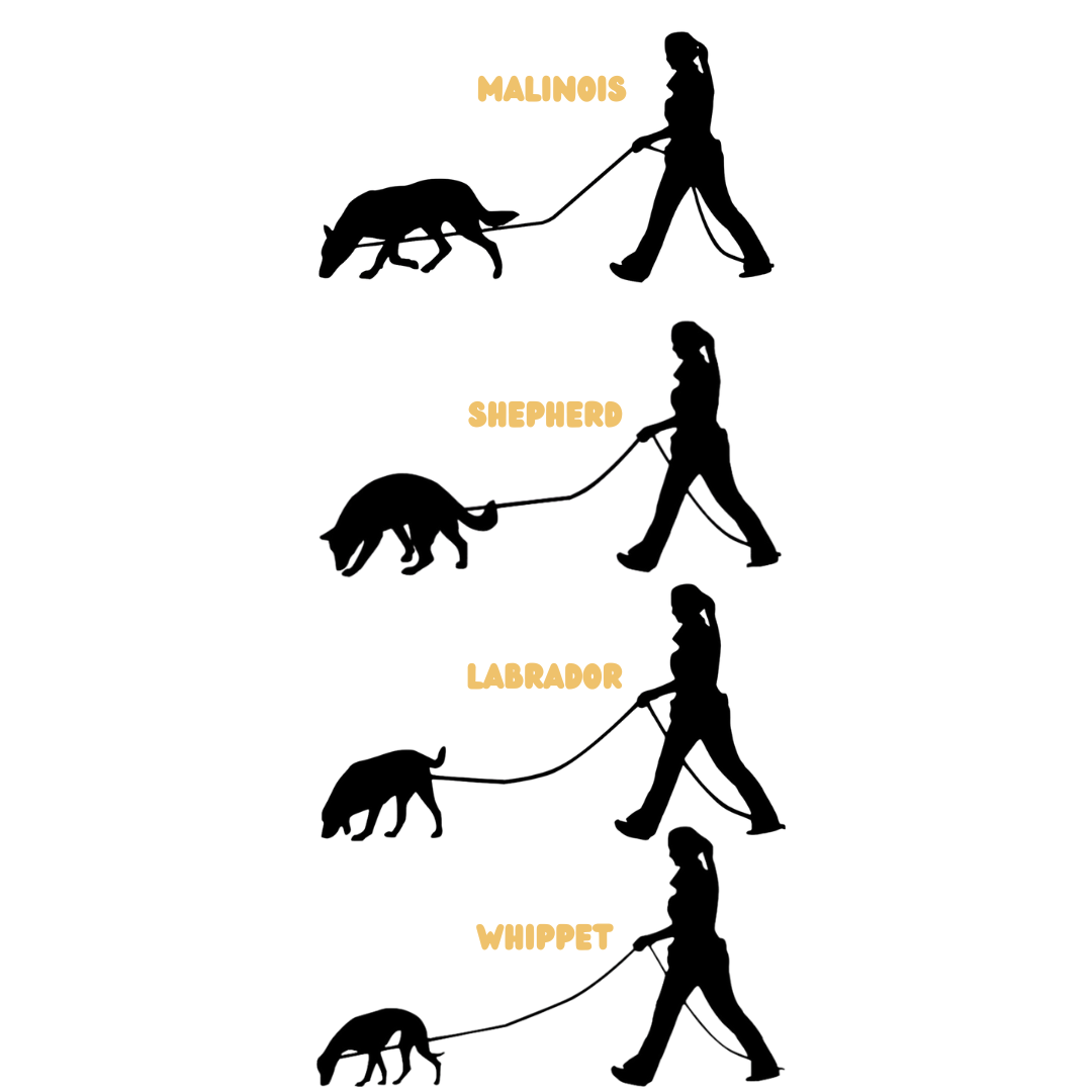 Dog Sport Tracking