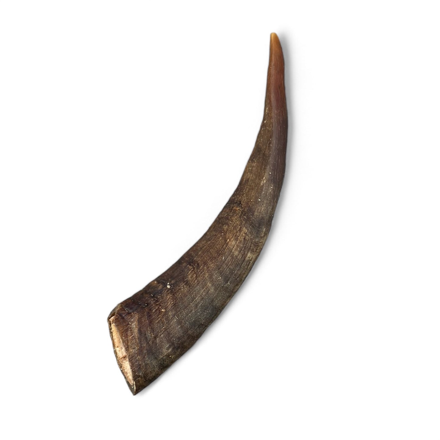 Sm Goat Horn