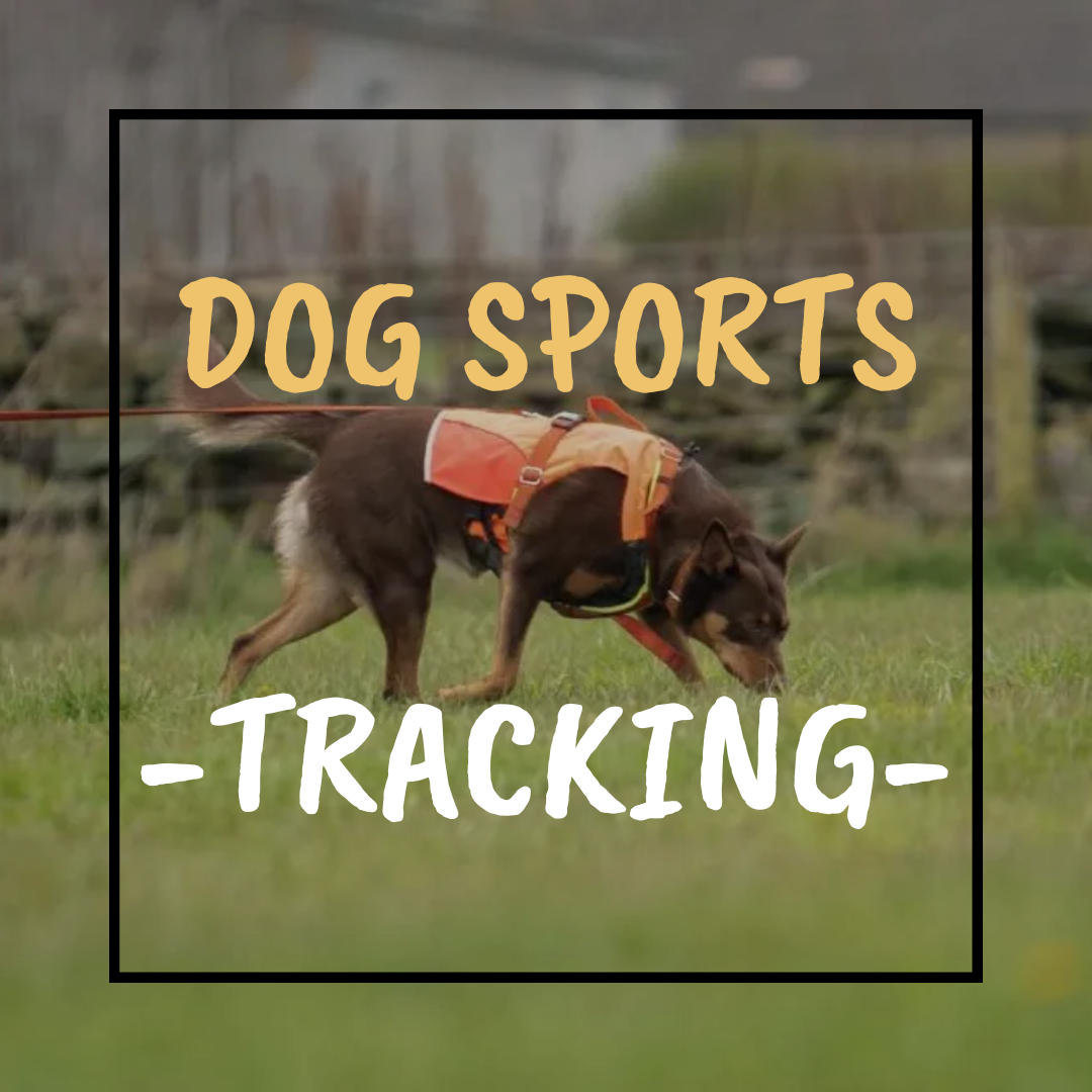 Dog Sport Tracking