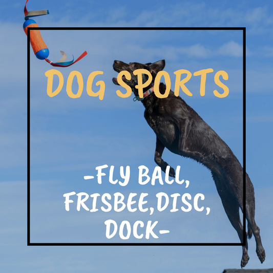 Dog Sports - Dock, Disc, Flyball