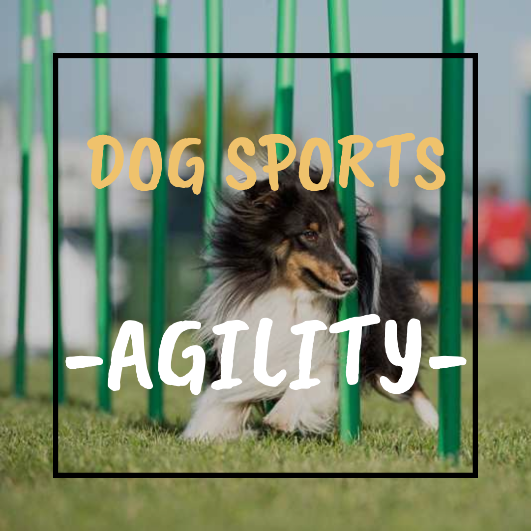 Dog Sport Agility